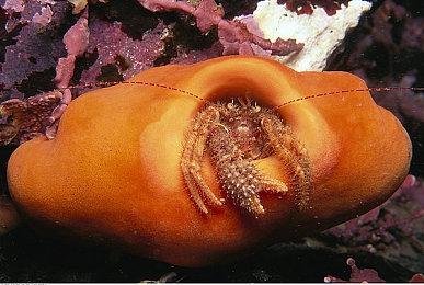 3DM速报：《辐射5》？搞完了“老滚6”就做！